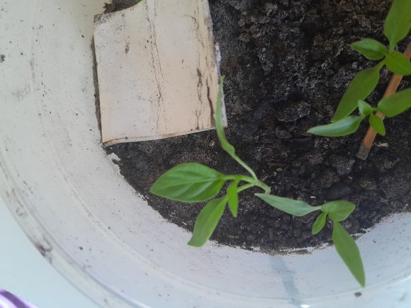 Identificação da planta Malagueta por foto