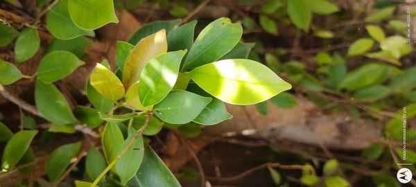 Identificação da planta Figueira asiática ou Figueira lacerdinha por foto