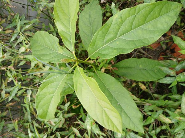 Identificação da planta Abacate por foto