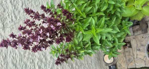 Identificação da planta Manjericão roxo por foto