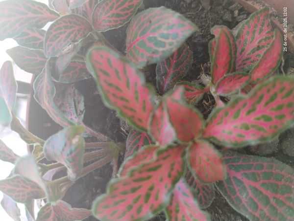 Identificação da planta Nervura-branca por foto