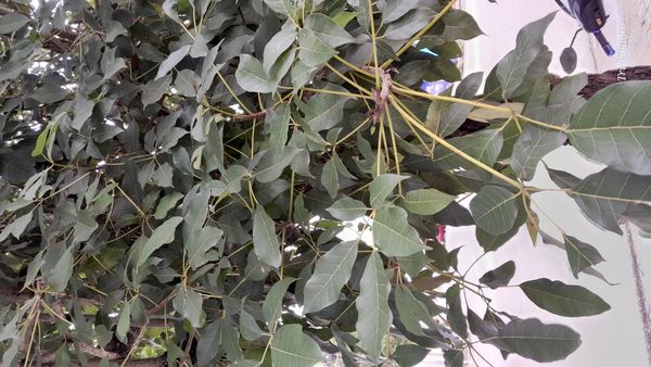 Identificação da planta Ipê Rosa por foto