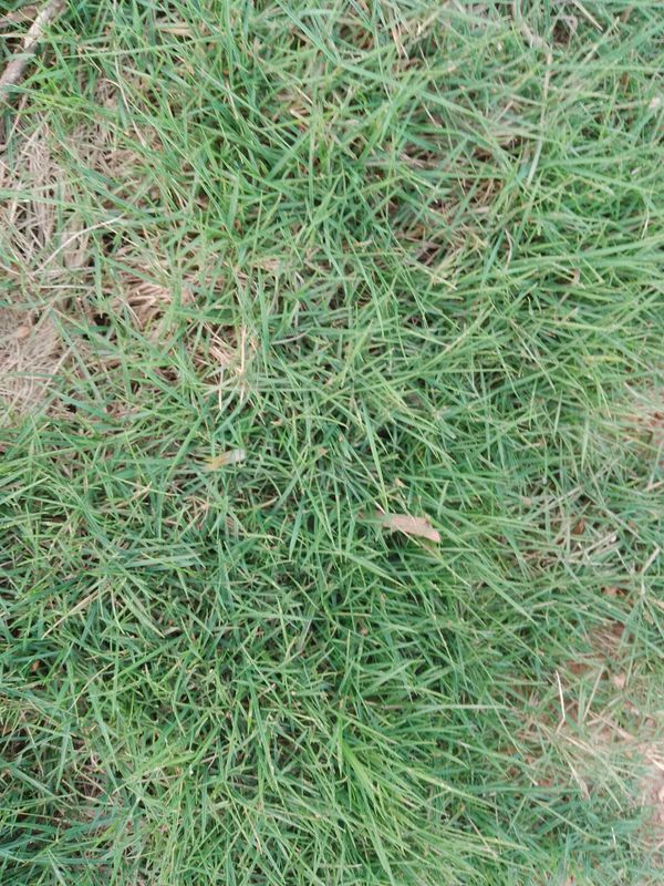 Identificação da planta Grama-bermuda por foto
