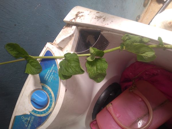 Identificação da planta Cidreira por foto