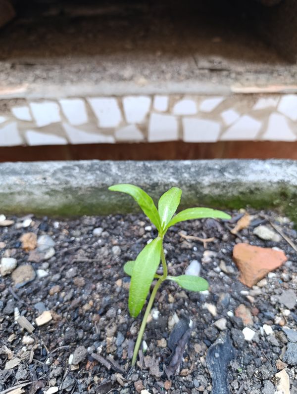 Identificação da planta Erva botão por foto