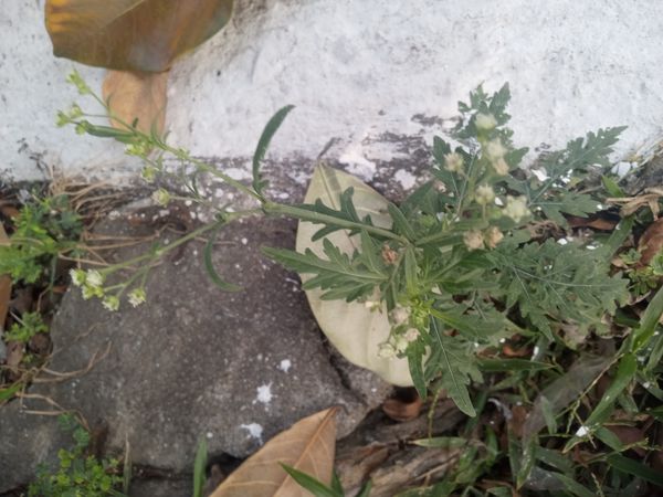 Identificação da planta Ambrósia por foto