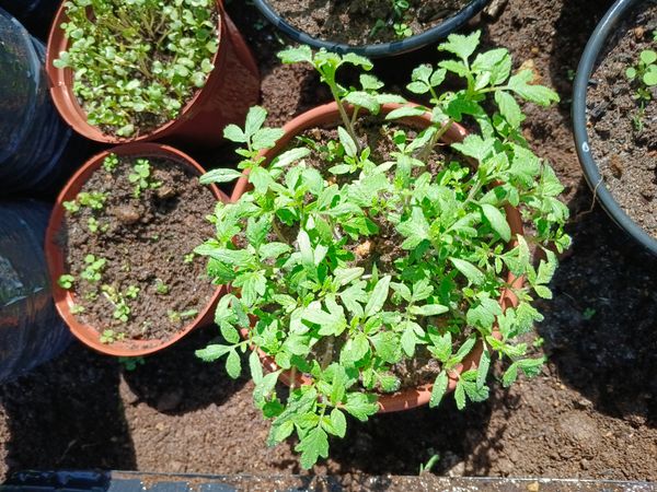 Identificação da planta Tomate por foto