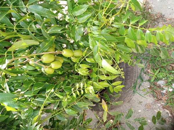 Identificação da planta Cajá-manga por foto