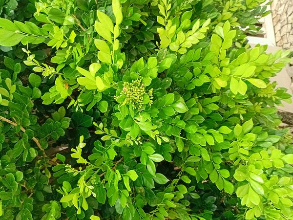 Identificação da planta Murta-de-cheiro por foto