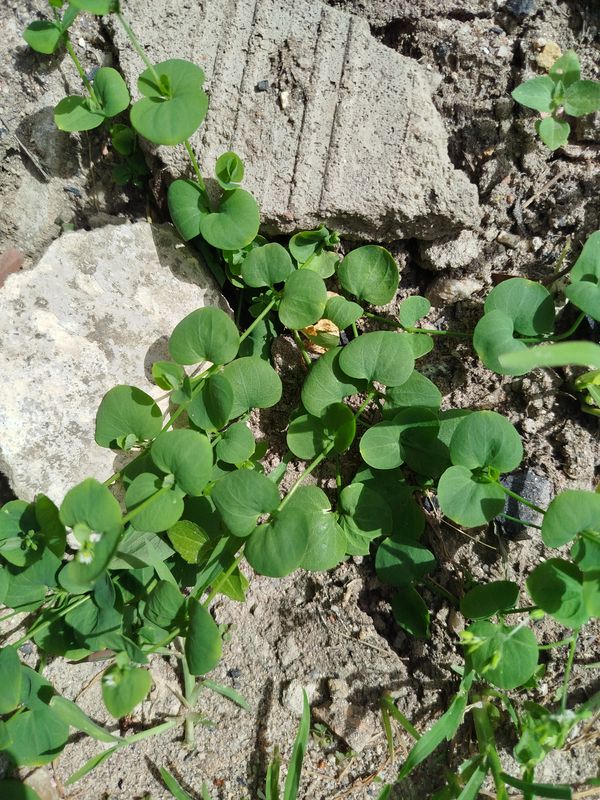 Identificação da planta Capim-branco por foto