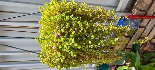 Identificação da planta Dinheiro em penca por foto