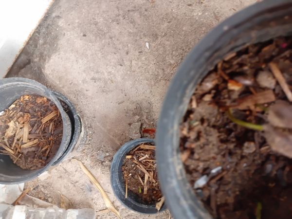 Identificação da planta Lichia por foto