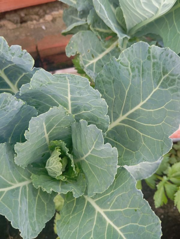 Identificação da planta Couve por foto