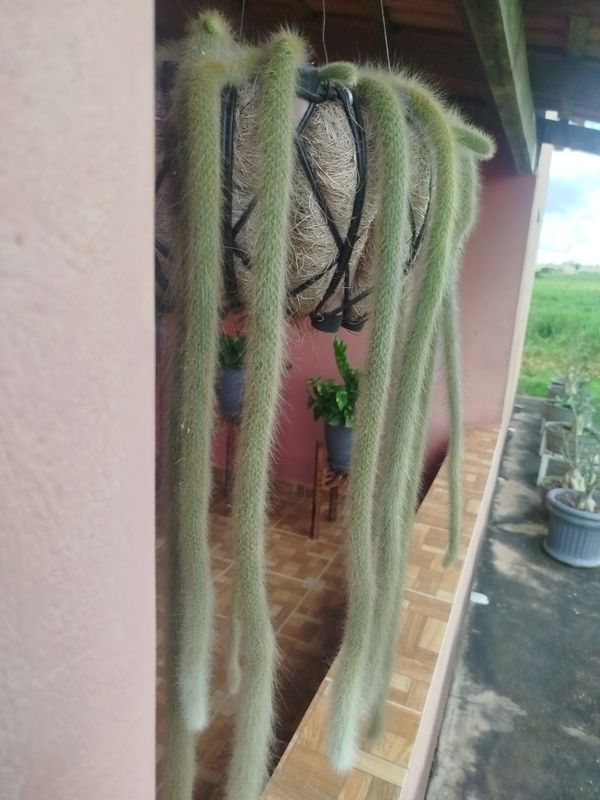 Identificação da planta Rabo de macaco por foto