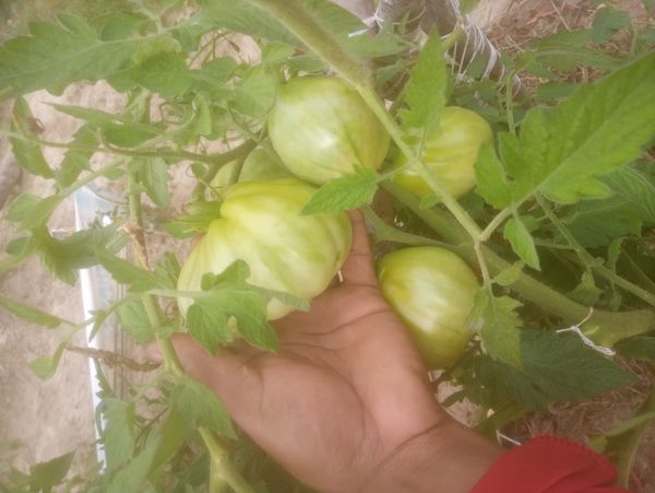Identificação da planta Tomate por foto