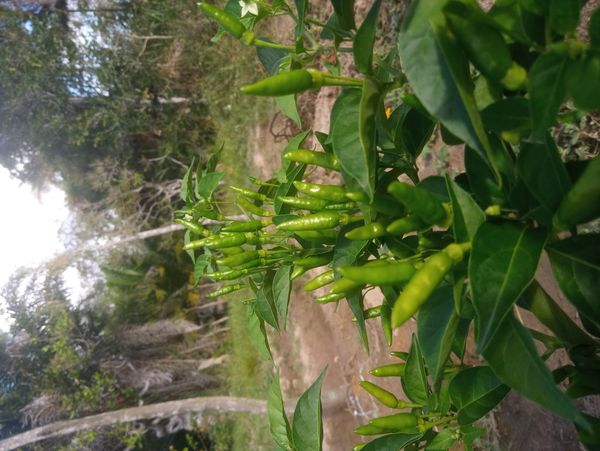 Identificação da planta Malagueta por foto