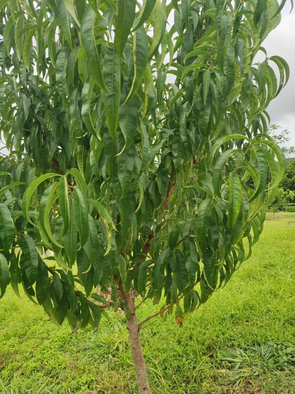 Identificação da planta Pêssego por foto