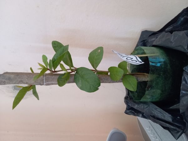 Identificação da planta Goiabeira por foto