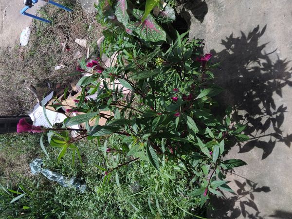 Identificação da planta Crista-de-galo por foto