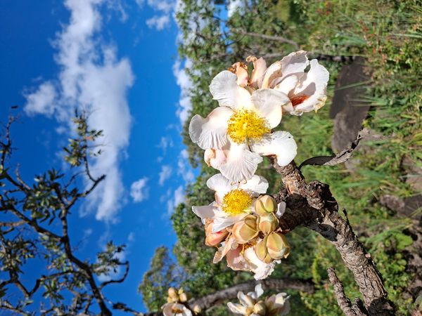 Identificação da planta Pau santo por foto