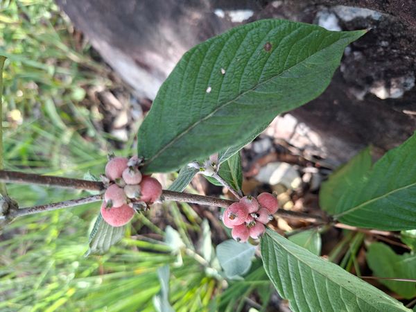 Identificação da planta Sangue de Cristo por foto
