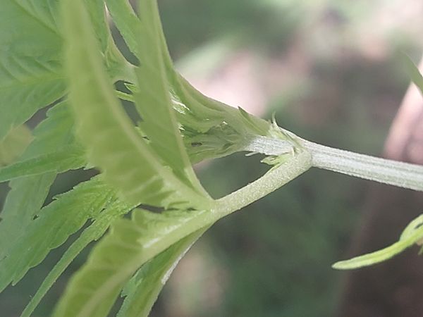 Identificação da planta Maconha por foto