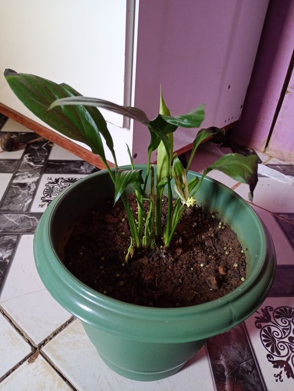 Identificação da planta Copo-de-leite-chinês por foto
