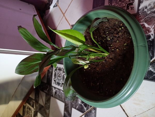 Identificação da planta Como cuida do lirio por foto
