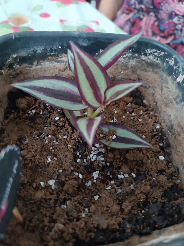 Identificação da planta Lambari por foto