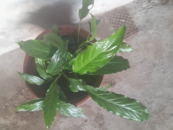 Identificação da planta Lírio-da-paz por foto