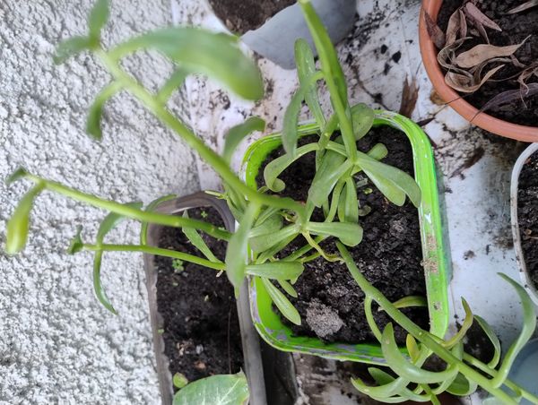 Identificação da planta Rabo-de-burro por foto