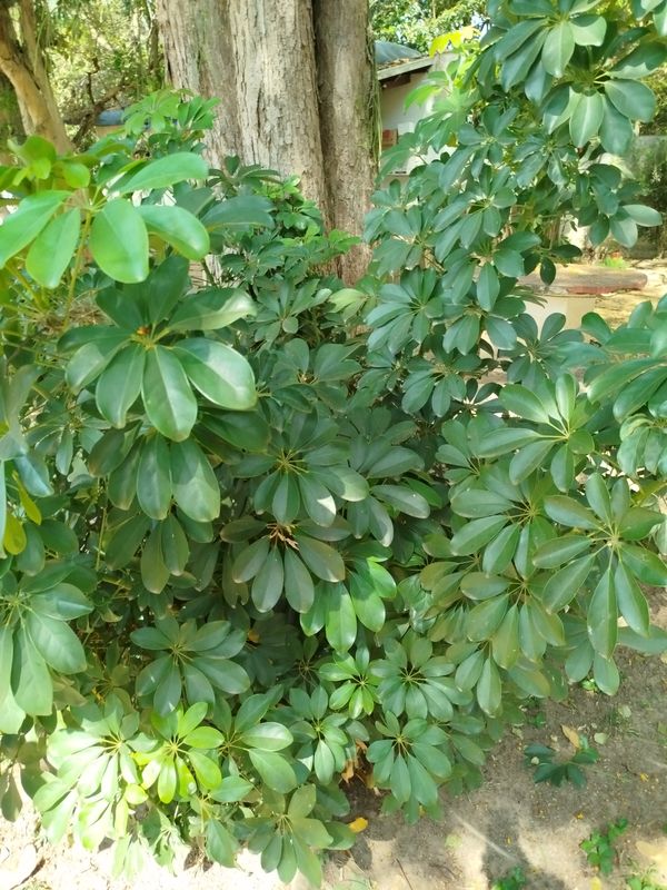 Identificação da planta Cheflera por foto