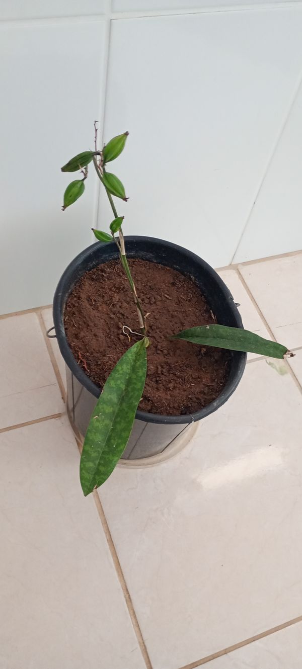 Identificação da planta Orquídea-bambu por foto