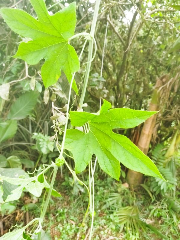 Identificação da planta Gac por foto