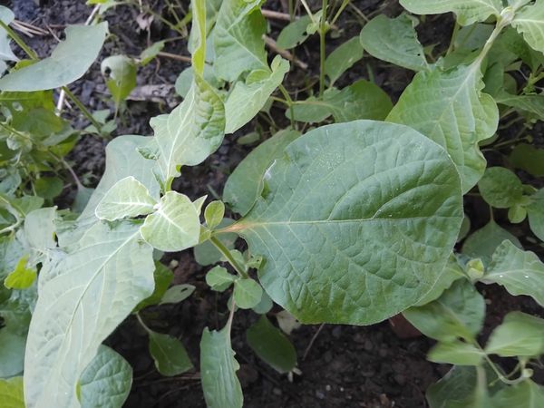 Identificação da planta Poiréia por foto