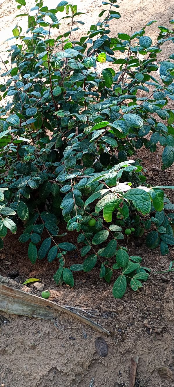 Identificação da planta Araçá Boi por foto