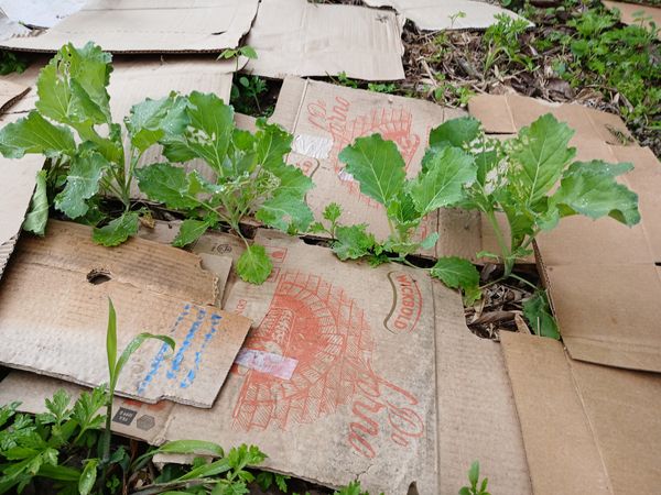 Identificação da planta Canola por foto