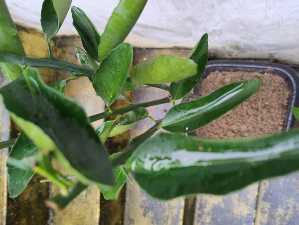 Identificação da planta Manga por foto