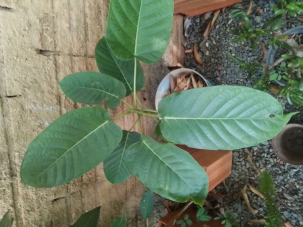 Identificação da planta Gameleira-branca por foto