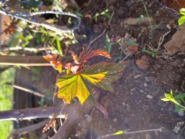 Identificação da planta Begônia por foto