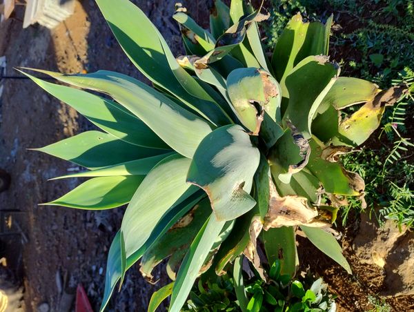 Identificação da planta Agave-dragão por foto