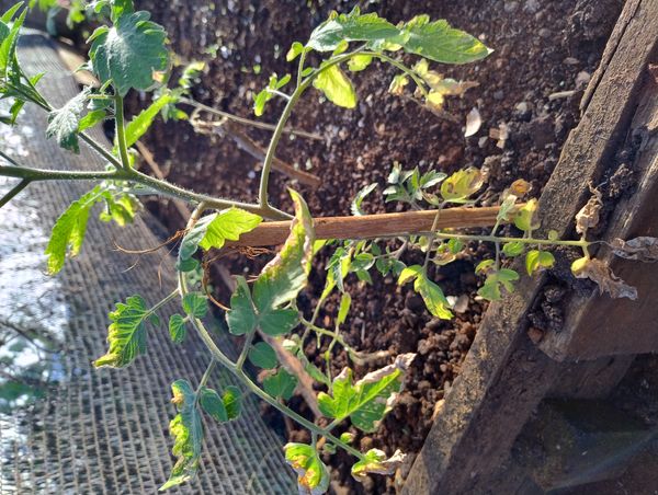 Identificação da planta Tomate por foto
