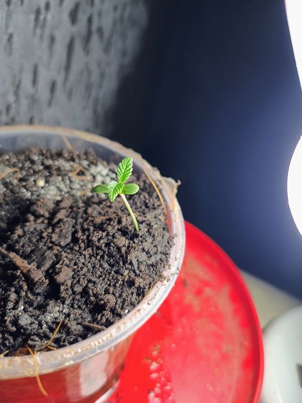 Identificação da planta Maconha por foto
