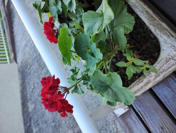 Identificação da planta Gerânio por foto