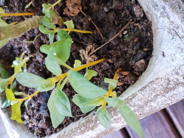 Identificação da planta Crista-de-galo por foto