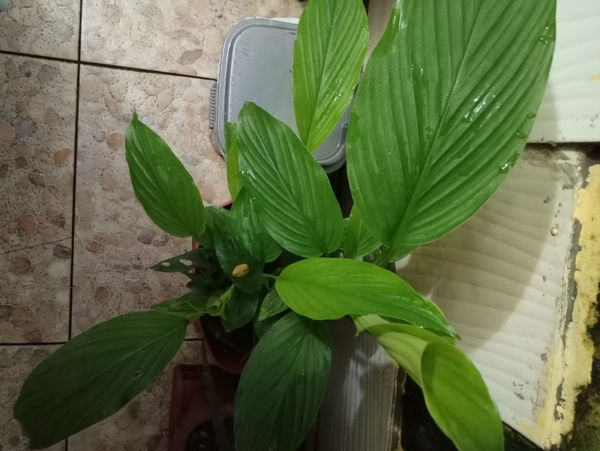 Identificação da planta Cúrcuma por foto