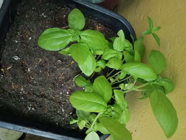 Identificação da planta Manjericão por foto