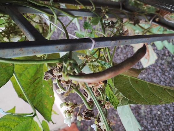 Identificação da planta Feijão por foto