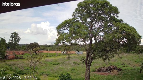 Identificação da planta Caviúna-do-cerrado por foto