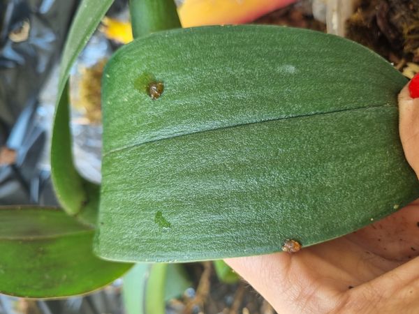 Identificação da planta Platanthera orbiculata não possui um nome popular amplamente reconhecido no Brasil por foto